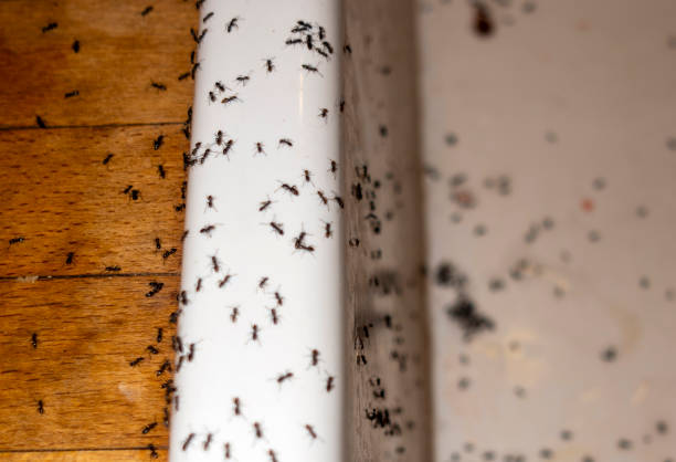 Best Pest Inspection Near Me  in Dane, WI